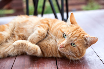 Red cat with green eyes lying on wooden floor, oudoor