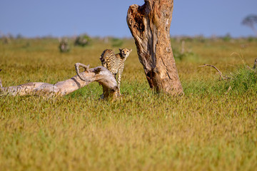 Gepard  in der Savanne im Nationalpark Tsavo Ost und Tsavo West
