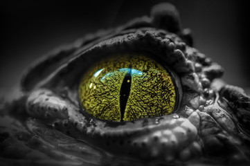 Close-up of a Crocodile's Eye