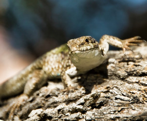 Close-up of a Small Lizard on Sicily