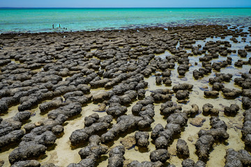Stromatolites Hamelin Pool Shark Bay Western Australia