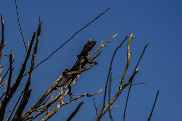 Dwarf Bearded Dragon Pogona minor ssp. minor