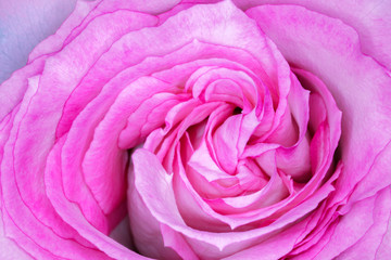 beautiful rose Bud macro as background