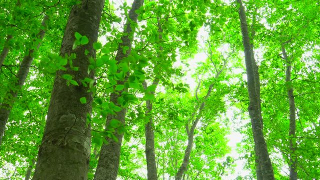 Beautiful green forest with sunlight
