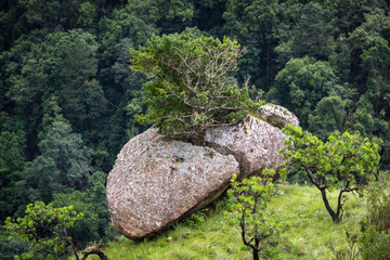 A tree grows out of a crevice of a boulder