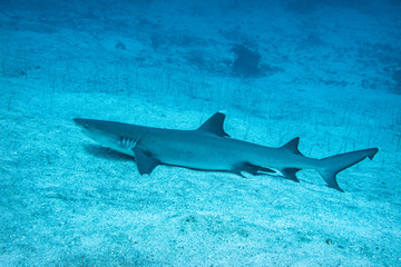 Fototapeta premium Whitetip reef shark, The Maldives