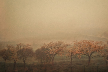 Plakat Niebla de otoño