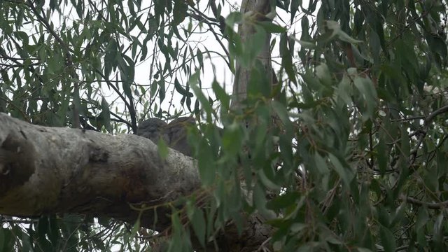 Pair Of Tawny Frogmouth Birds Snuggling Together In A Gum Tree, PAN LEFT
