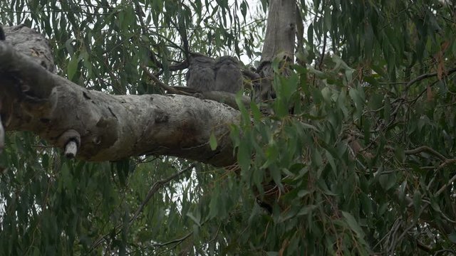 Tawny Frogmouth Pair Roosting An A Gum Tree, TILT UP
