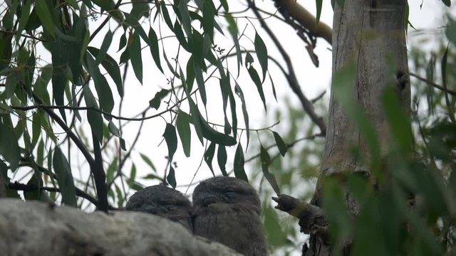 Tawny Frogmouth Pair Perched On A Gum Tree Branch, TILT DOWN
