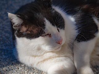 白と黒の野良猫のひなたぼっこ