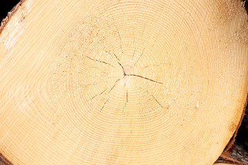 particolare cerchi legno