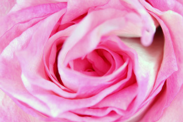 Fototapeta na wymiar beautiful rose Bud macro as background