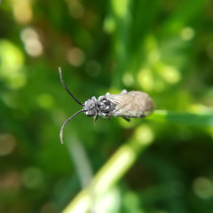 Dolerus sawfly, Dolerus sp.