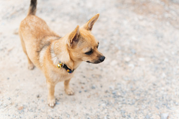 little dog standing beside street wating for owner coming home