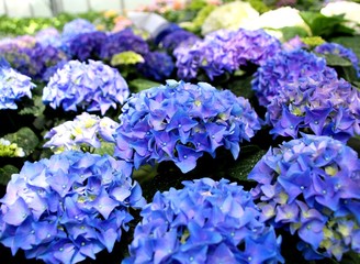 blaue  Hortensien     IM GEWÄCHSHAUS