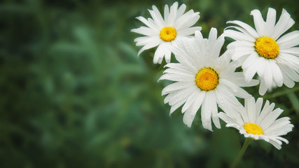 In spring, a white Daisy grows on a green lawn. Close-up, selective focus.