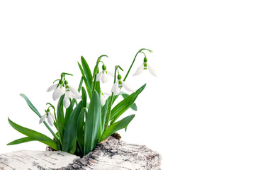 A bouquet of snowdrops-the first spring flowers, on a white background. A flower symbolizing the arrival of spring. Isolated