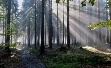 Morning fog in the woods near the Skritek saddle in Jeseniky Mountains in the Czech Republic