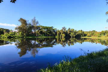 Fototapeta na wymiar Beautiful reflection over a green from a pond with clear blue sky at Kota Kinabalu City, Sabah, Malaysia