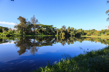 Beautiful reflection over a green from a pond with clear blue sky at Kota Kinabalu City, Sabah, Malaysia