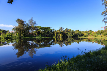 Fototapeta na wymiar Beautiful reflection over a green from a pond with clear blue sky at Kota Kinabalu City, Sabah, Malaysia