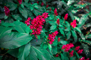 Red flower in garden at rice field, countryside of Thailand