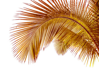 Fototapeta na wymiar palm leaves on white background