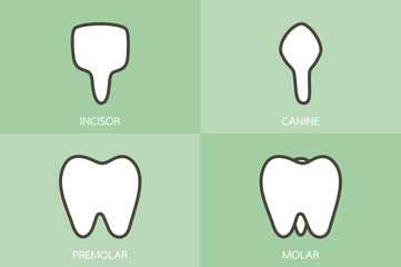 type of tooth ( incisor, canine, premolar, molar ) - dental cartoon vector flat style