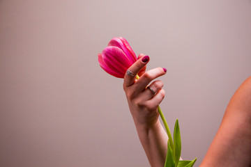 Pink tulip in woman's hand