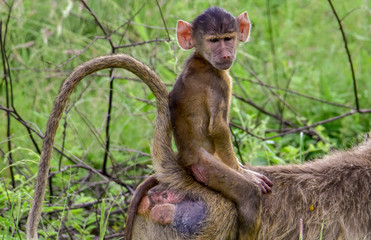 Pavian im Nationalpark Tsavo Ost, Tsavo West und Amboseli in Kenia
