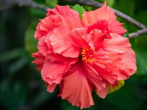 Red Hibiscus flower on a blurred garden background at a tropical beach in Noumea, New Calaedonia, French Polynesia, South Pacific Ocean