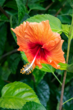 Orange Hibiscus flower on a blurred garden background at a tropical beach in Noumea, New Caledonia, French Polynesia, South Pacific Ocean.