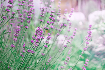 Obraz premium Delicate lavender flowers on a blurred background. Copy space. Toned