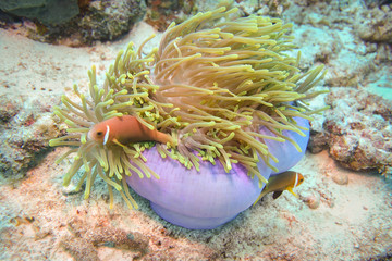 Fototapeta na wymiar Pink skunk clownfish, The Maldives