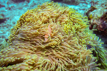 Fototapeta na wymiar Pink skunk clownfish, The Maldives