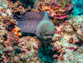 Naklejka na ściany i meble Giant Moray Eel, Maldives
