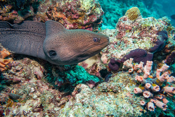 Giant Moray Eel, Maldives