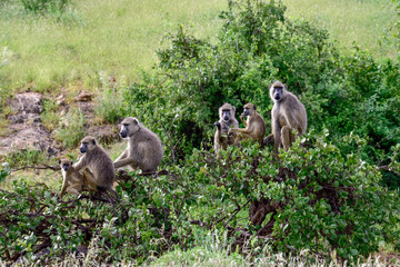 Pavian im Nationalpark Tsavo Ost, Tsavo West und Amboseli in Kenia