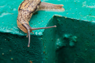 Brown Snail on green metal in Borneo Island