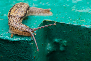 Brown Snail on green metal in Borneo Island