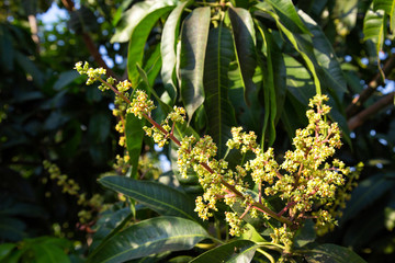 The mango bouquet or mango flower is blooming full on the mango trees in the garden