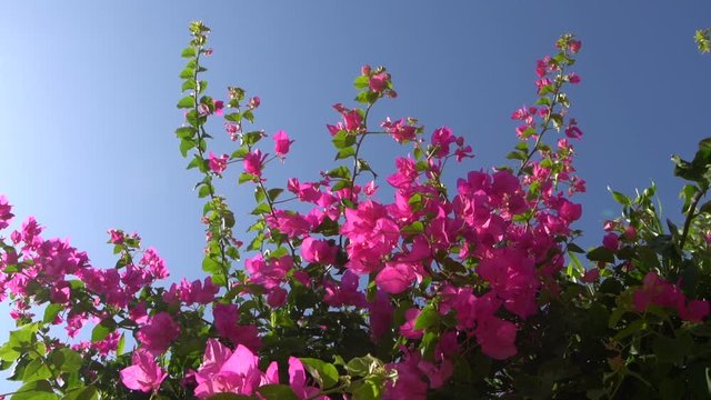 Closeup view of bright pink flowers of blooming trees isolated on clear sunny blue sky background. Slow motion full hd video footage.