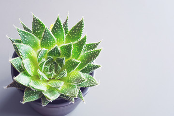 aloe aristata is a genus of evergreen flowering perennial plant in the family Asphodelaceae.A popular houseplant.view from above