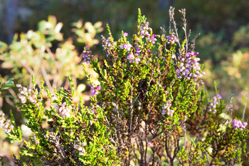 Small pink heather flowers (calluna vulgaris laura) Medicinal, melliferous plant. Close-up