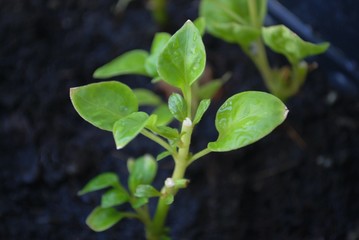 The little tree in the shadows