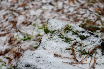 Snow texture on moss. Forest
