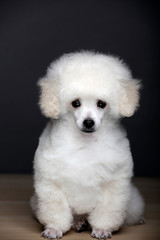 dog portrait table dark background