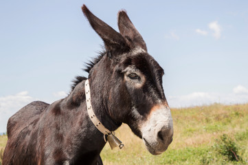 Close up of a donkey.