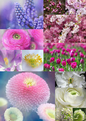 Collage of different spring flowers in the patio garden